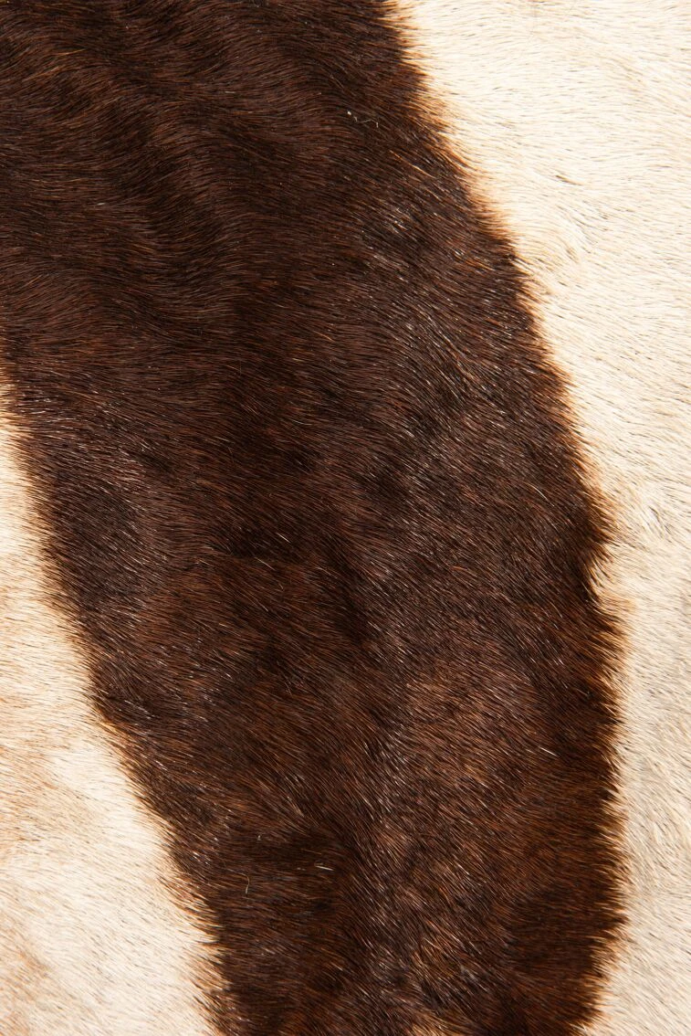 Safari Hunting Stool - 50's 3 Safari Hunting Stool - 50's - Image 3