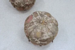 Art Decò Vintage Pouf Set Of 2, Italy 1930s -Cozy Seats Store 3af26fba 3686 4d98 b5cd 4ca95ed71337