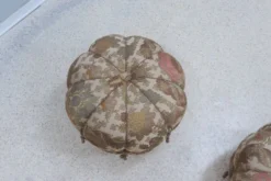 Art Decò Vintage Pouf Set Of 2, Italy 1930s -Cozy Seats Store 9377120c 3d83 4fbc 94f2 defe02bc1699